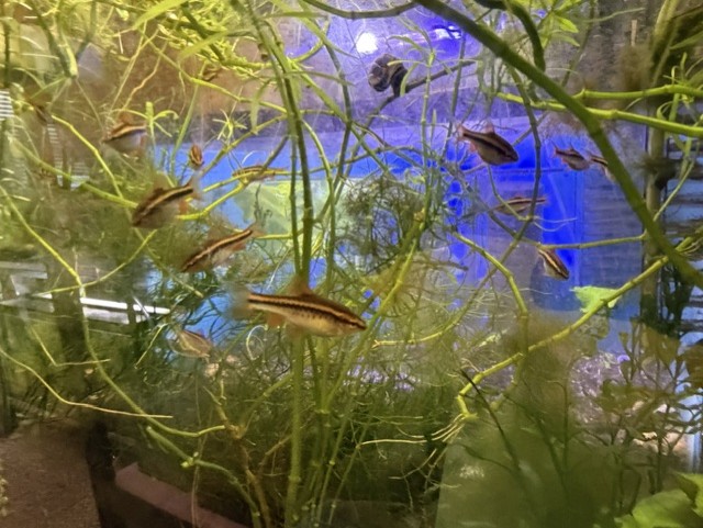 Cherry Barb care sheet image
