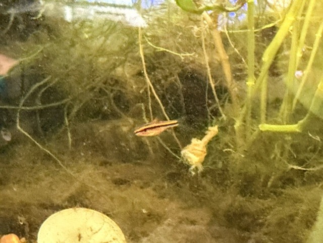 Cherry Barb juvenile image