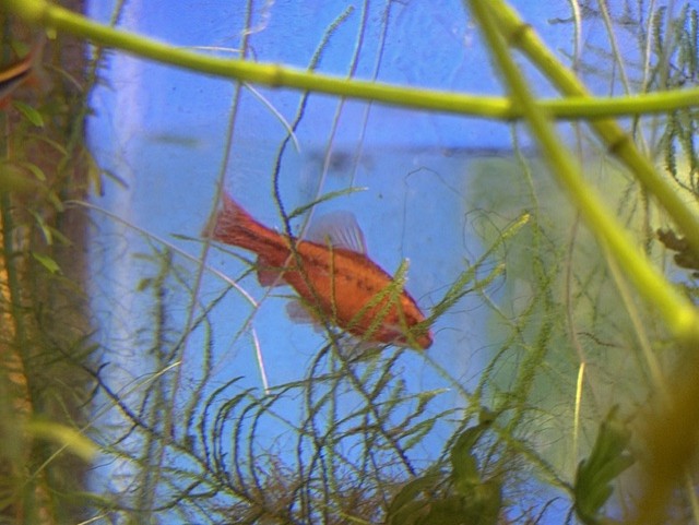 Cherry Barb adult male image