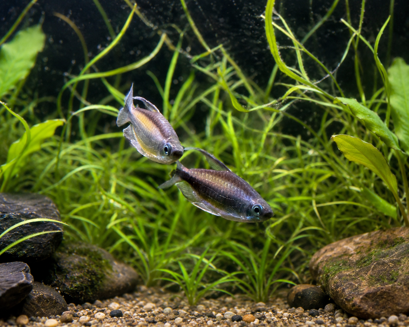 Featured freshwater fish