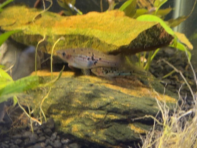 Green Swordtail care sheet image