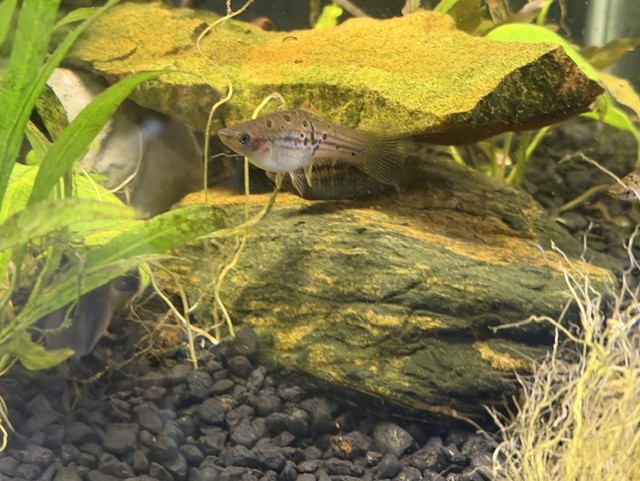 Green Swordtail adult female image