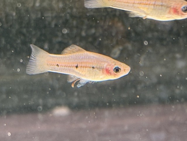 Green Swordtail juvenile image
