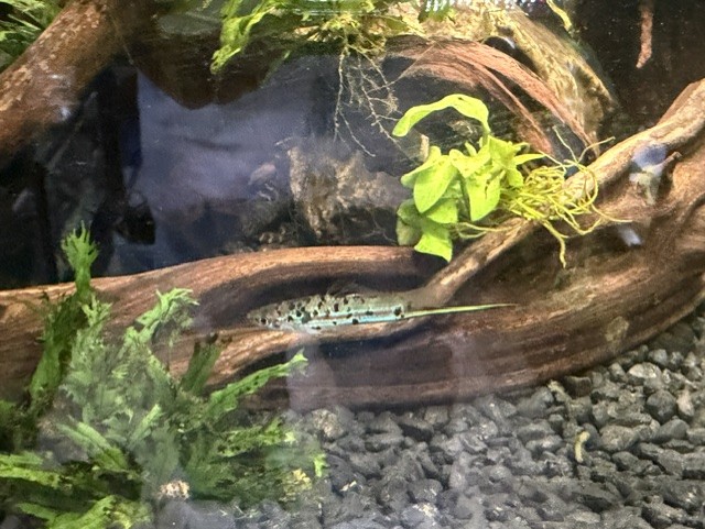 Green Swordtail adult male image