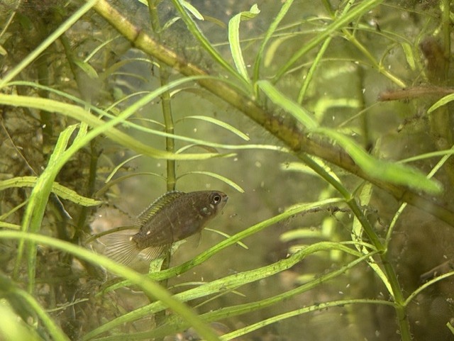 Ivanacara bimaculata juvenile image