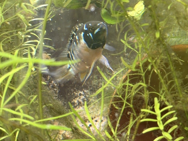 Ivanacara bimaculata adult female image