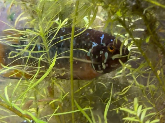 Ivanacara bimaculata adult male image