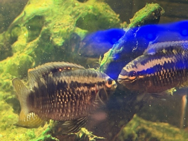 The Red Breasted Acara care sheet image