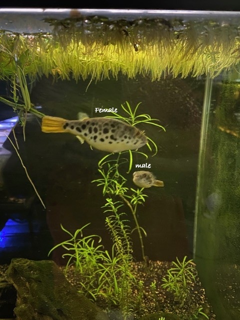 Congo Spotted Pufferfish adult female image