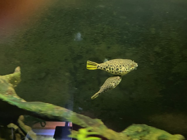 Congo Spotted Pufferfish care sheet image