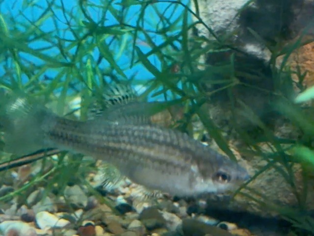 Montezuma Swordtail adult female image