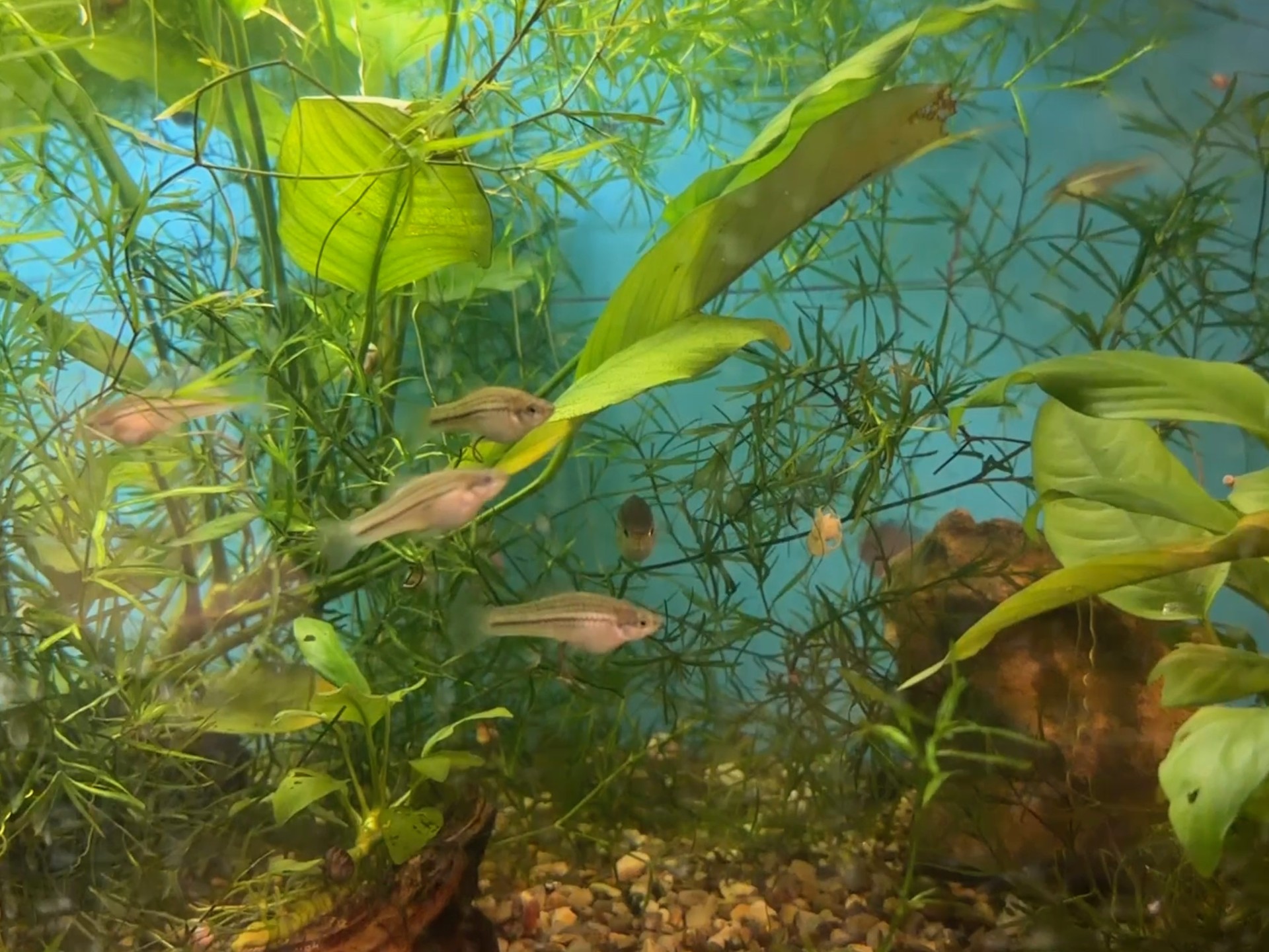 Montezuma Swordtail juvenile image