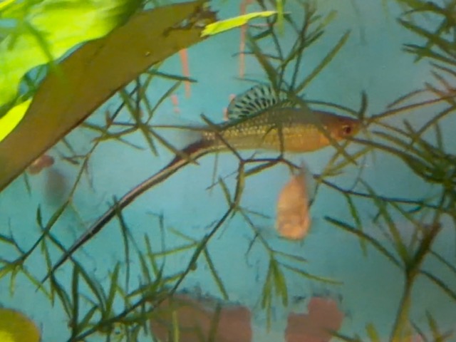 Montezuma Swordtail adult male image