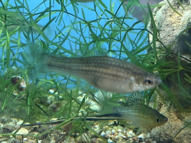 Montezuma Swordtail care sheet image