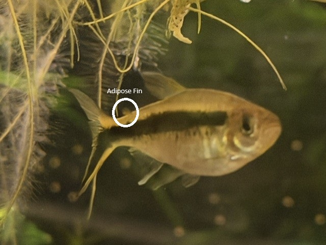 The Family:  Characidae image 1