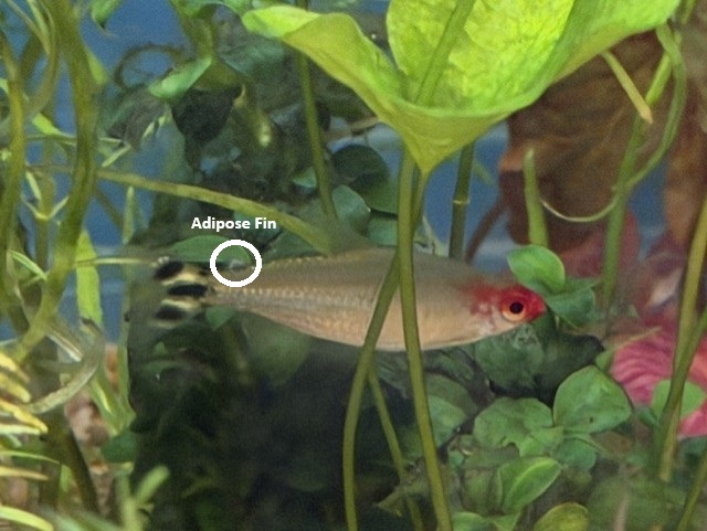 The Family:  Characidae image 2