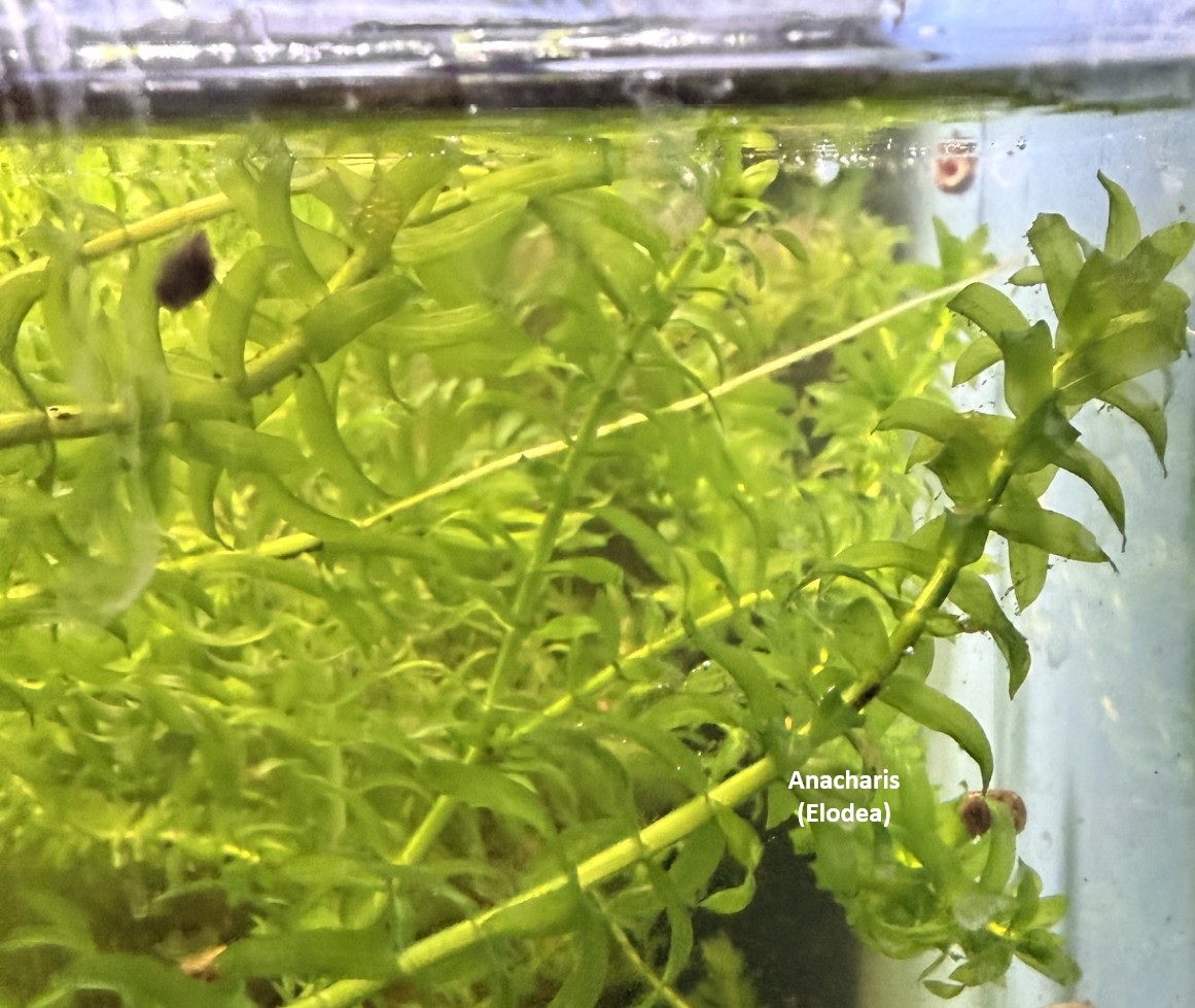 Plant-Friendly Tank Setup (Beginner) image 1