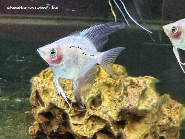 The Family:  Cichlidae image 1
