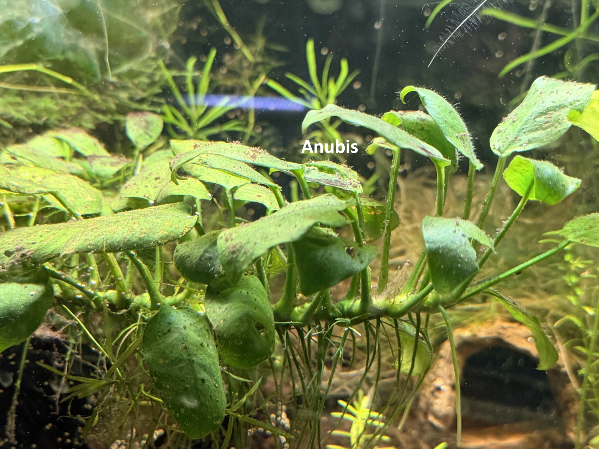 Plant-Friendly Tank Setup (Beginner) image 2