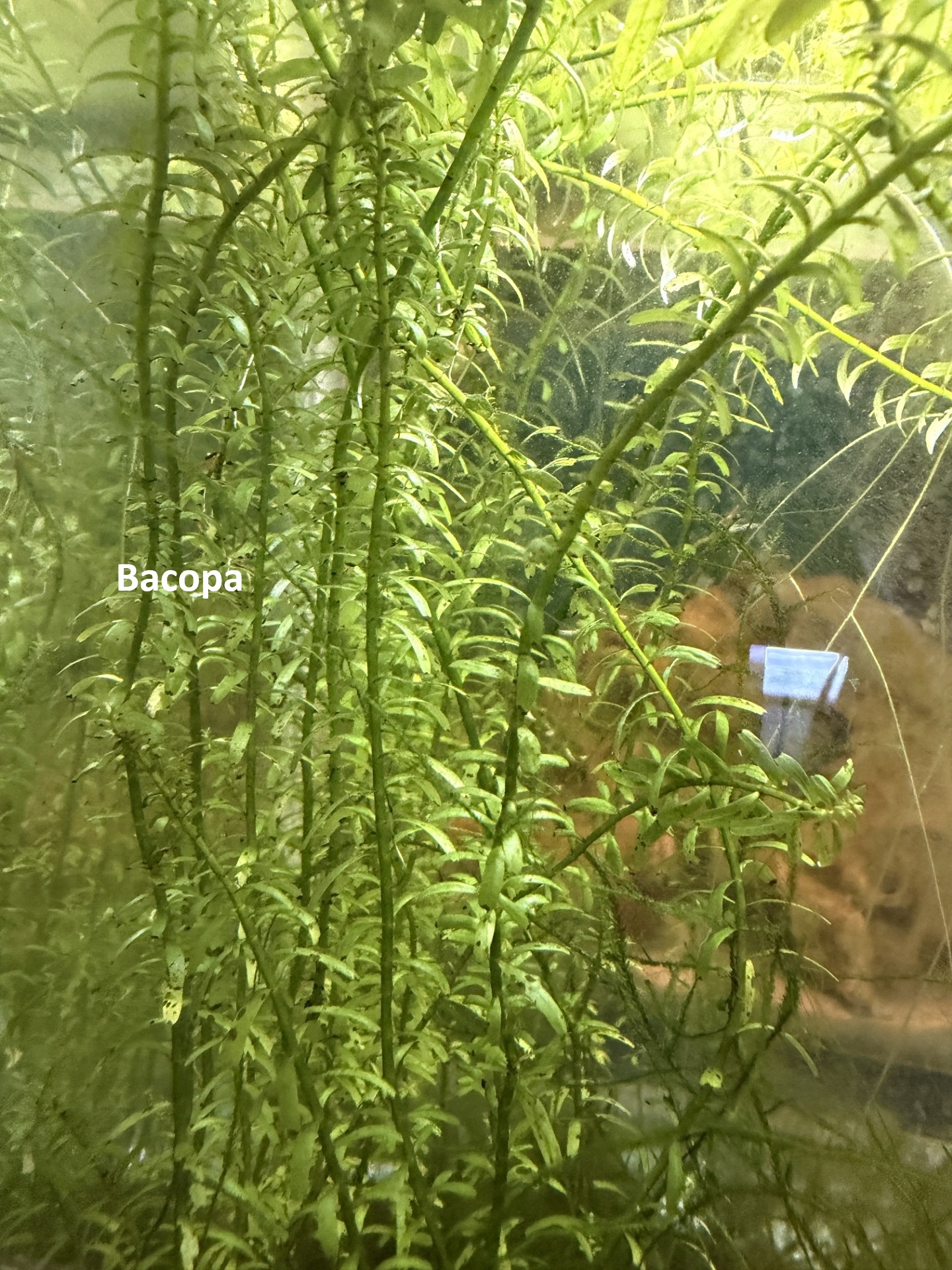Plant-Friendly Tank Setup (Beginner) image 3