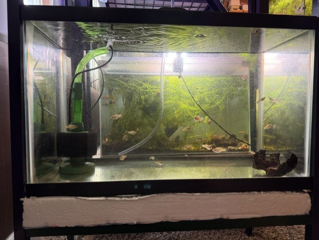 The Most Important Tank:  The Hospital Tank image 2
