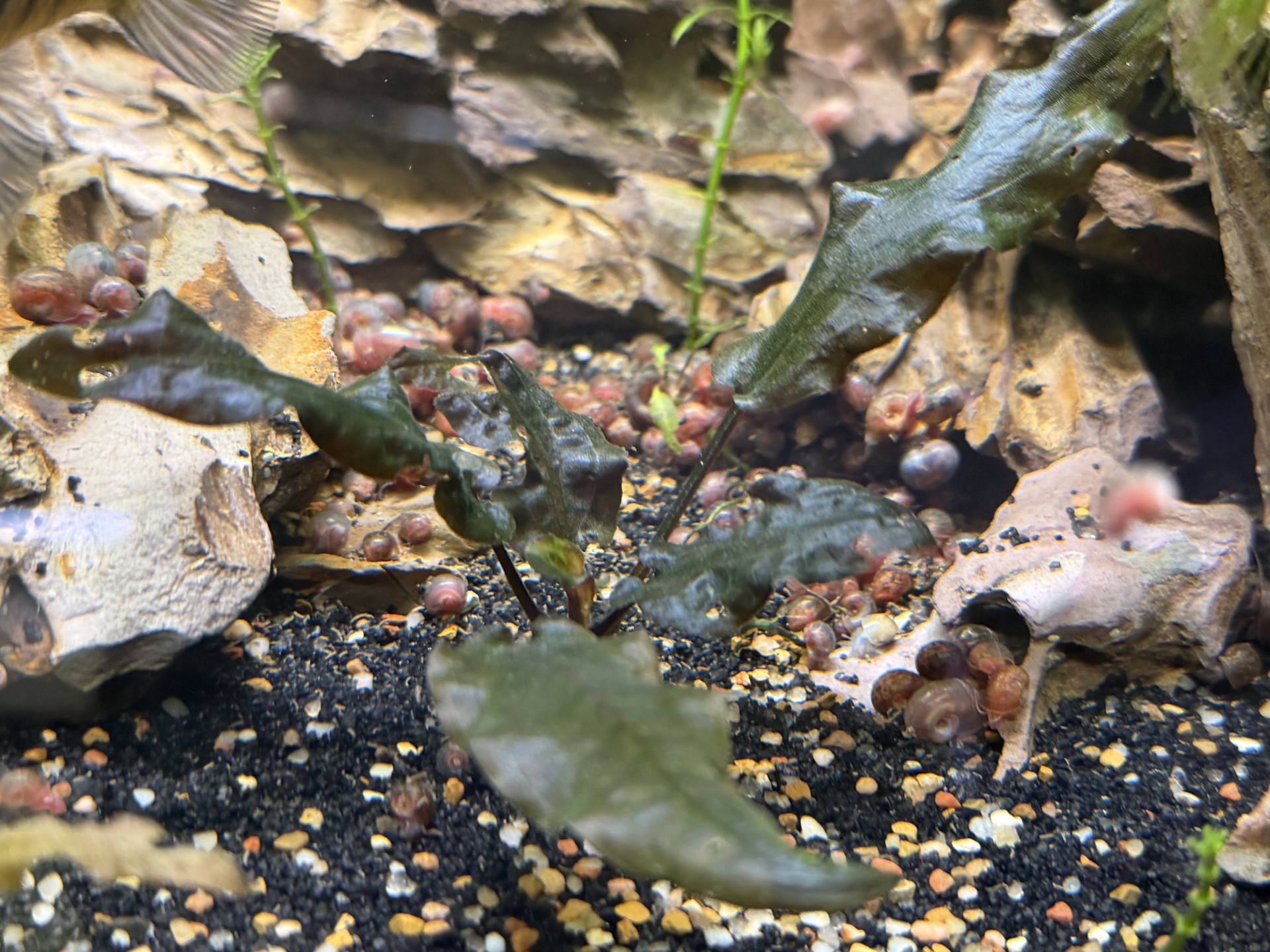 Plant-Friendly Tank Setup (Beginner) image 4