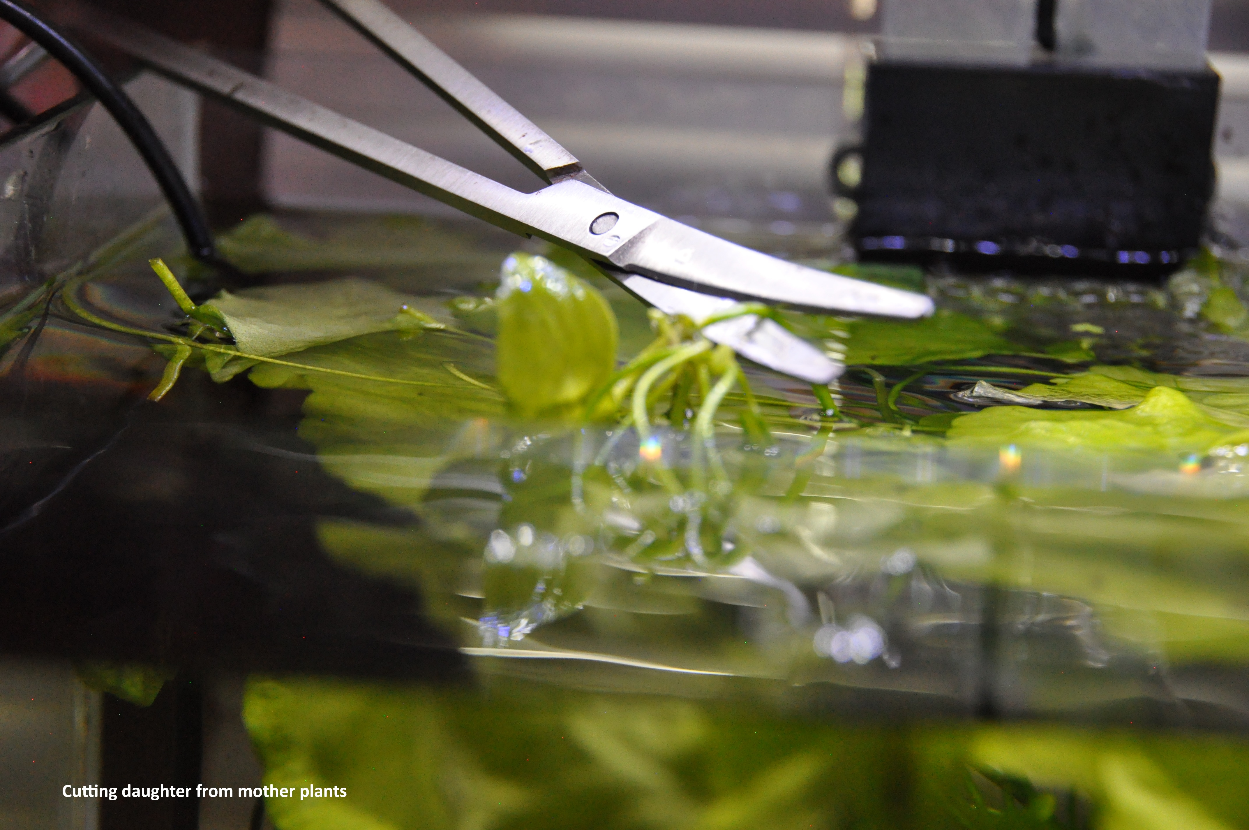 Propagating Taiwan Water Lilly/Red Tiger Lilly image 4