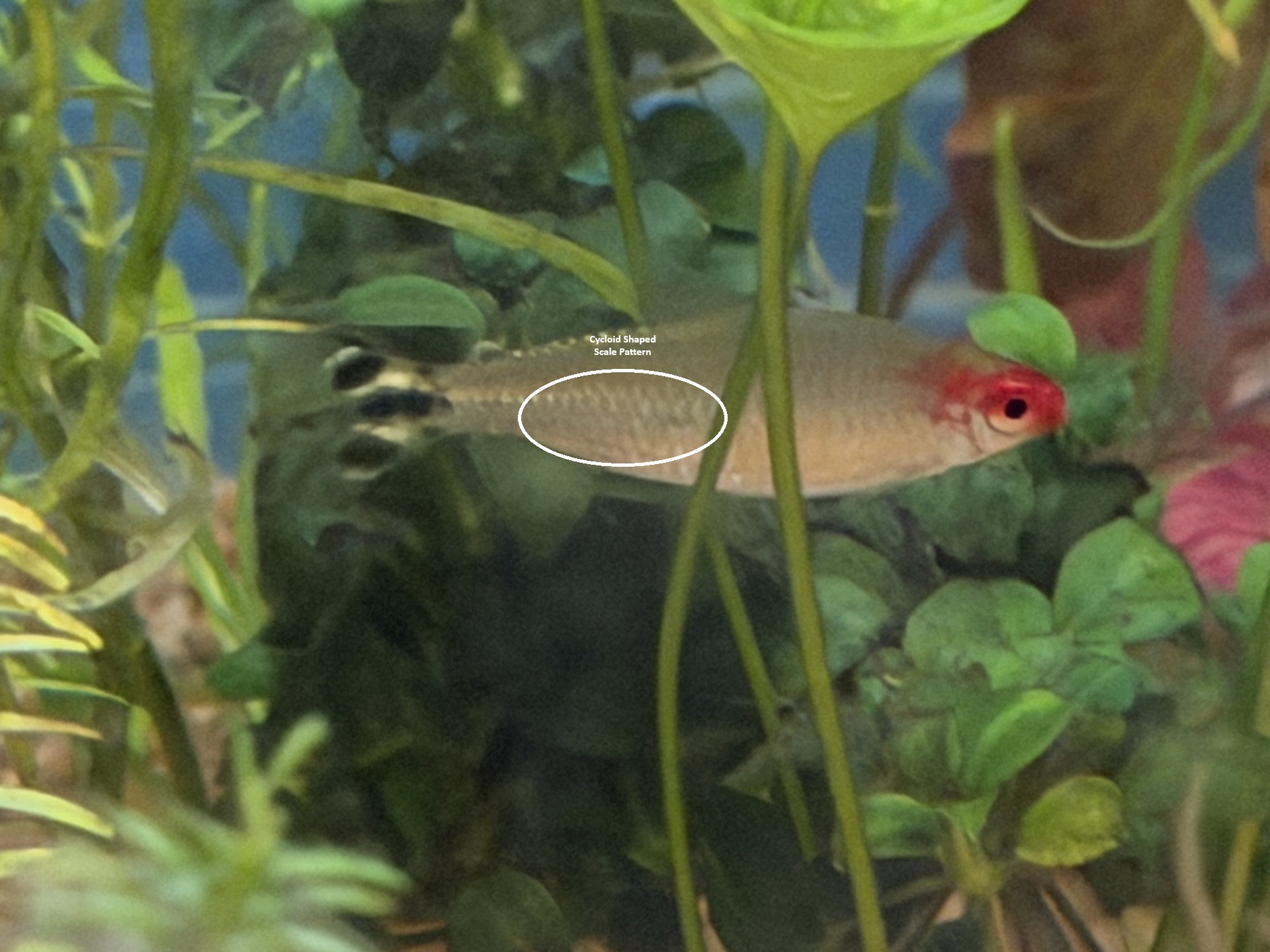 The Family:  Characidae image 3