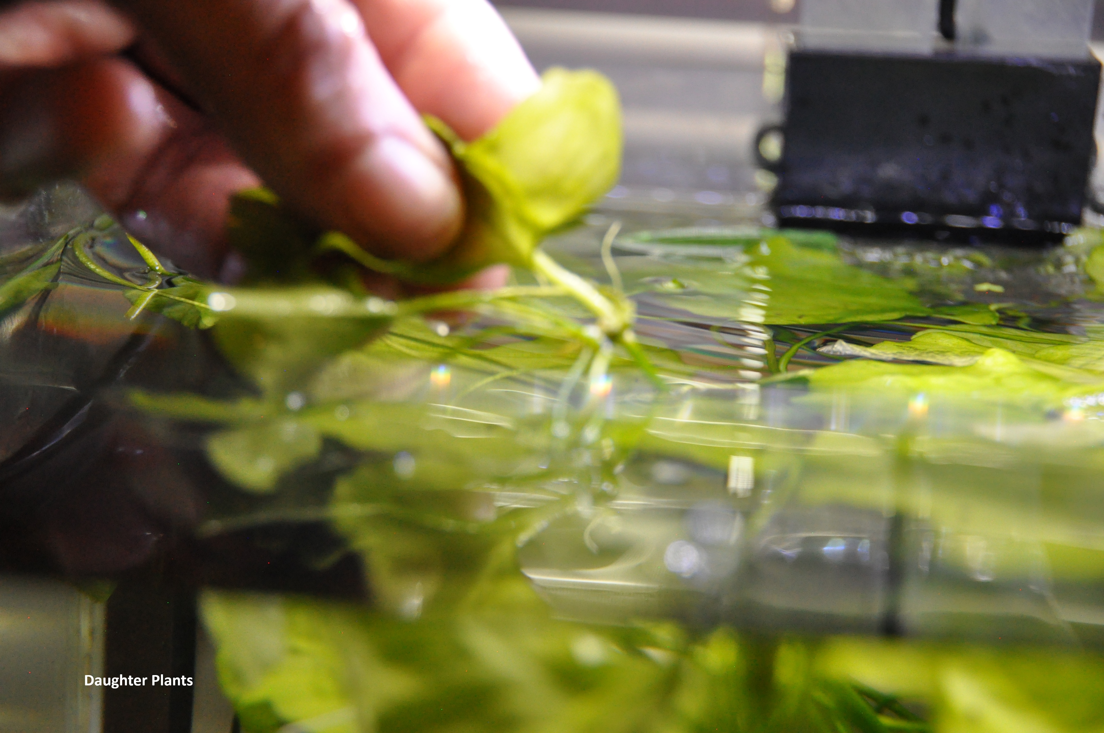 Propagating Taiwan Water Lilly/Red Tiger Lilly image 2