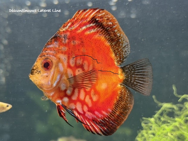 The Family:  Cichlidae image 2