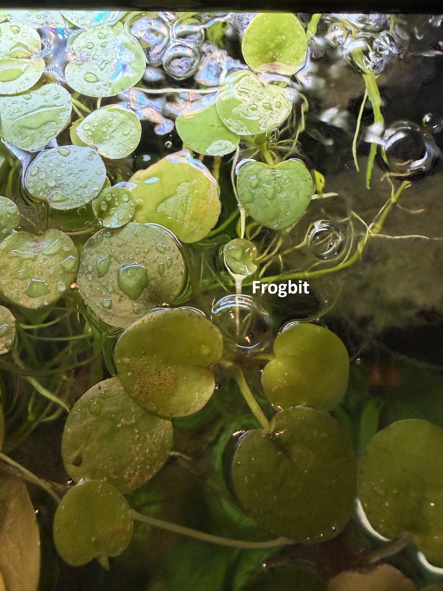 Plant-Friendly Tank Setup (Beginner) image 5