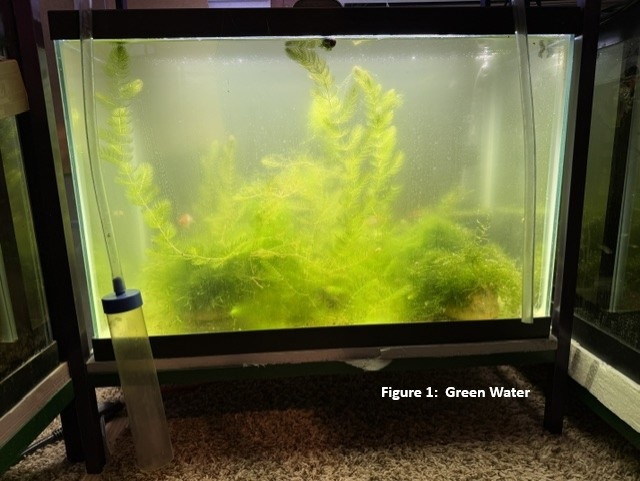 Plants & Nutrient Deficiency Diagnosis image 1