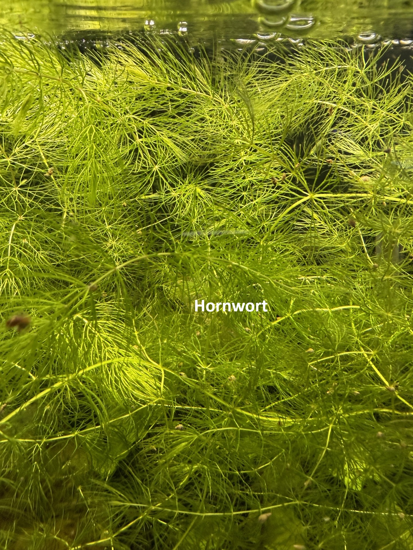 Plant-Friendly Tank Setup (Beginner) image 6