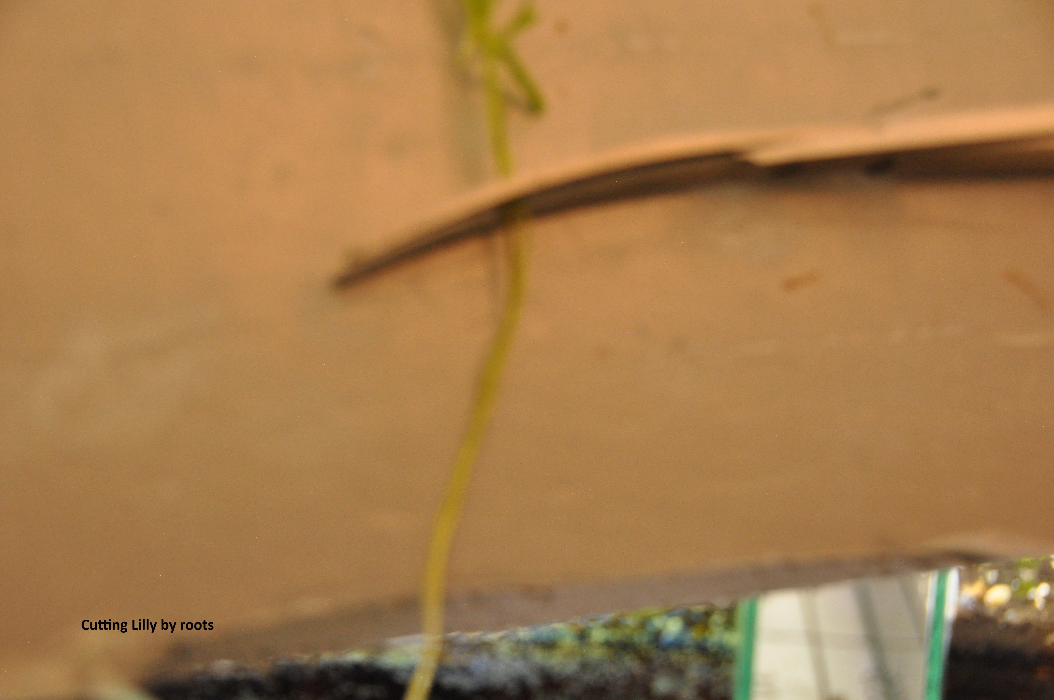 Propagating Taiwan Water Lilly/Red Tiger Lilly image 8