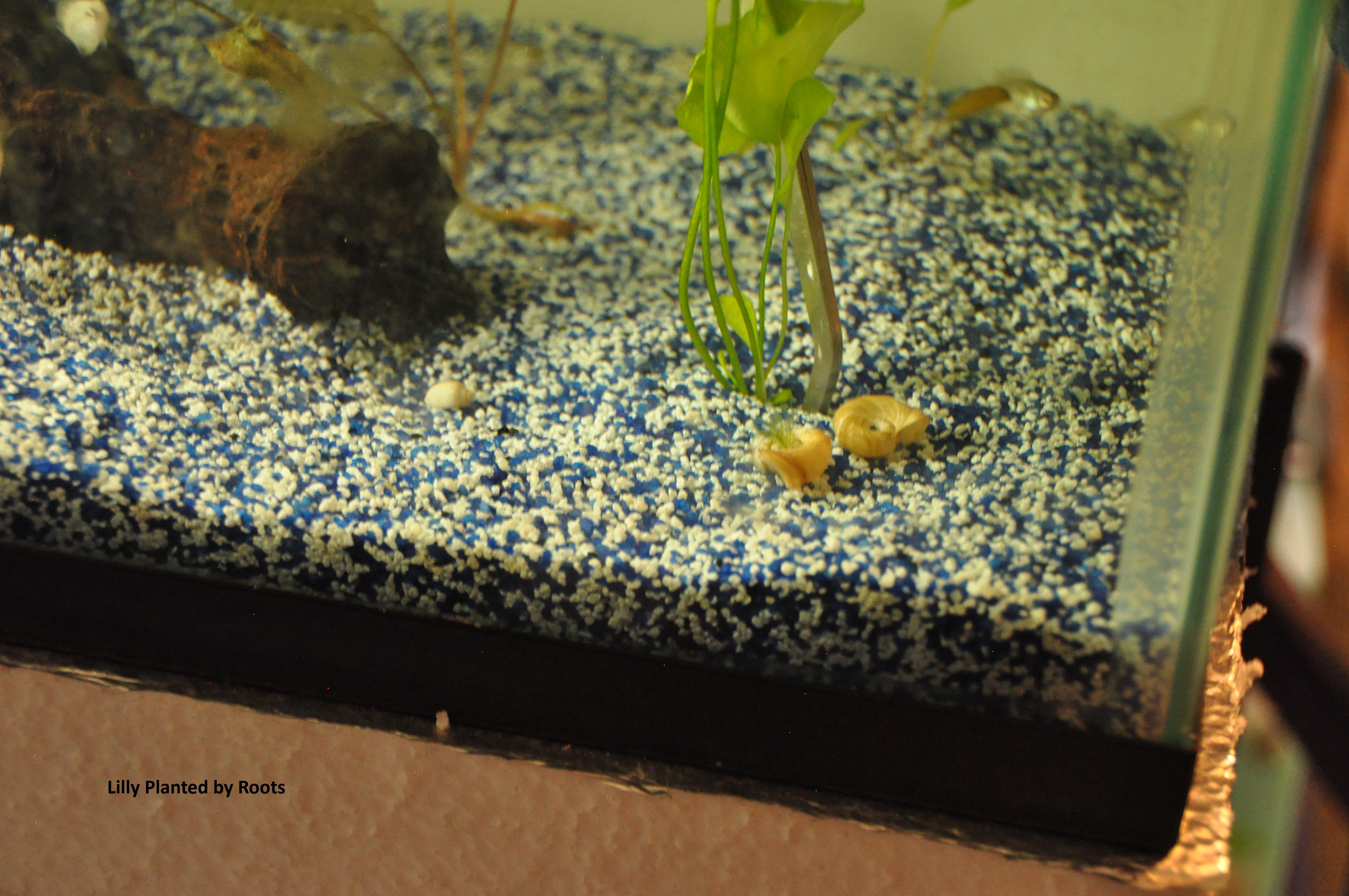 Propagating Taiwan Water Lilly/Red Tiger Lilly image 7