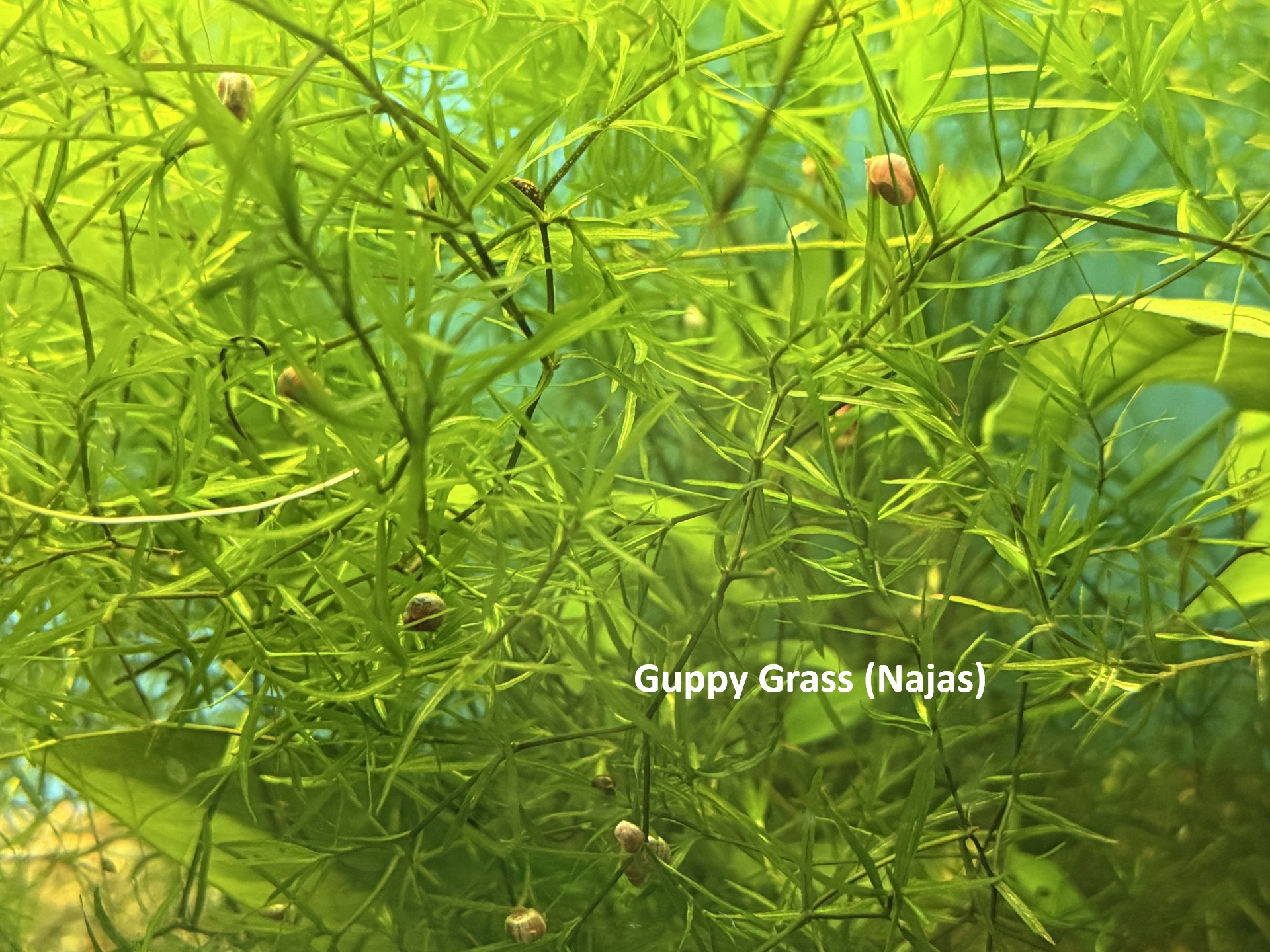 Plant-Friendly Tank Setup (Beginner) image 7