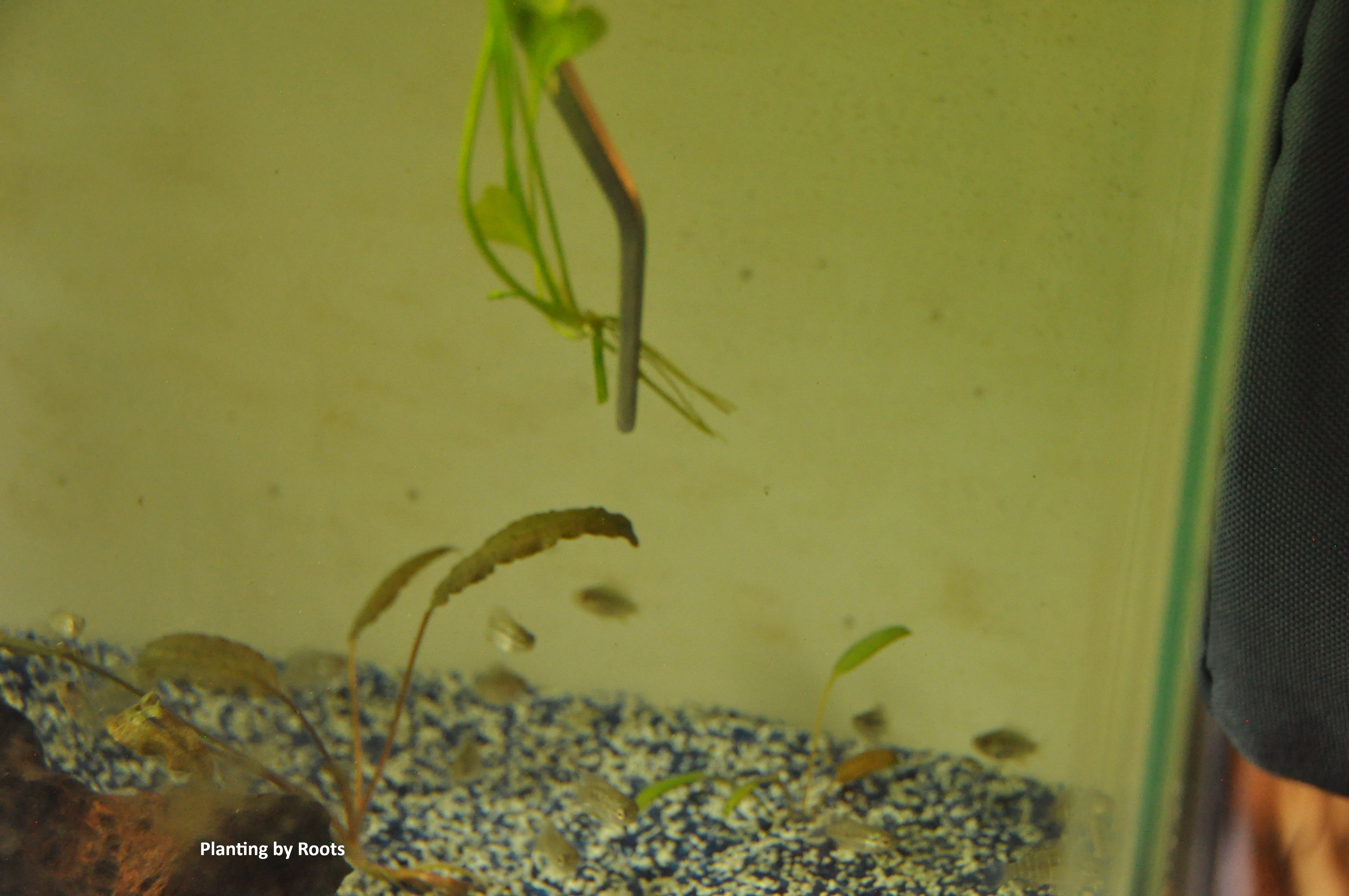 Propagating Taiwan Water Lilly/Red Tiger Lilly image 6