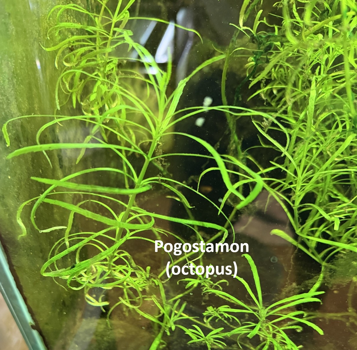 Plant-Friendly Tank Setup (Beginner) image 8