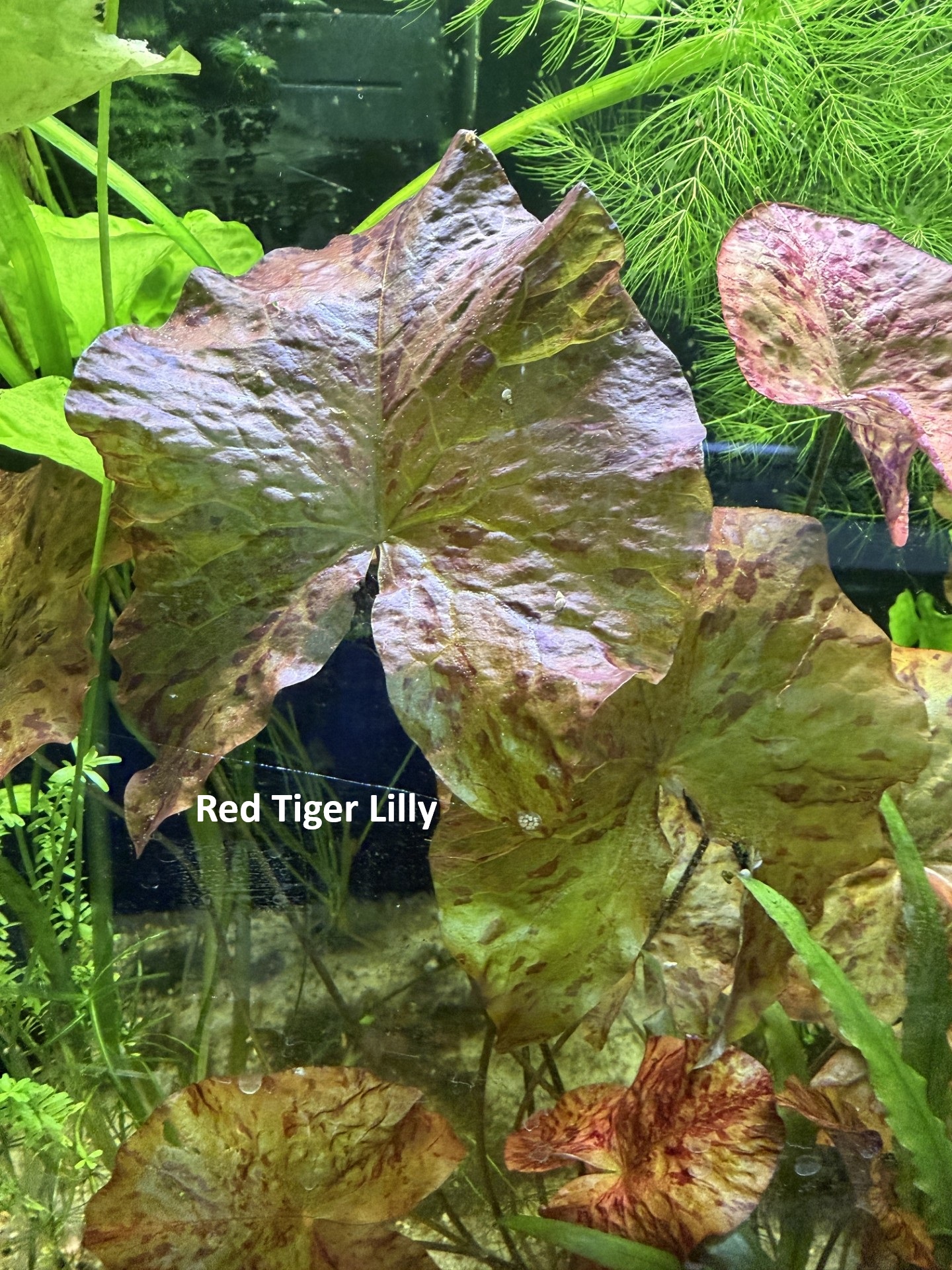 Plant-Friendly Tank Setup (Beginner) image 9