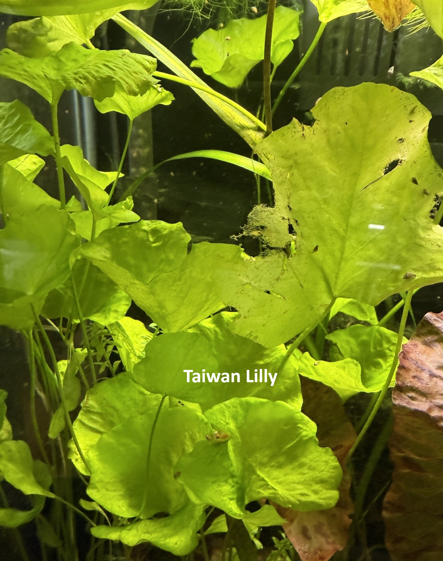 Plant-Friendly Tank Setup (Beginner) image 10